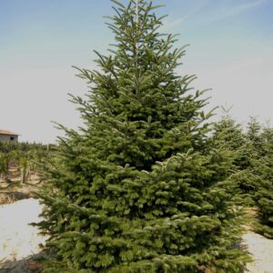 ABIES NORDMANNIANA 400-500