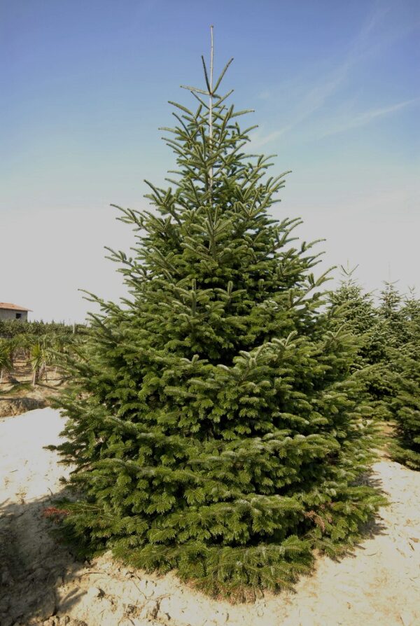 ABIES NORDMANNIANA 400-500