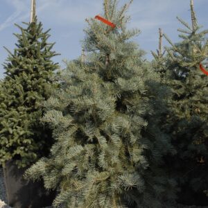 Abies Concolor