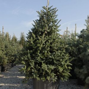 Abies Pinsapo 'Glauca'