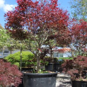Acer Palmatum Bloodgood