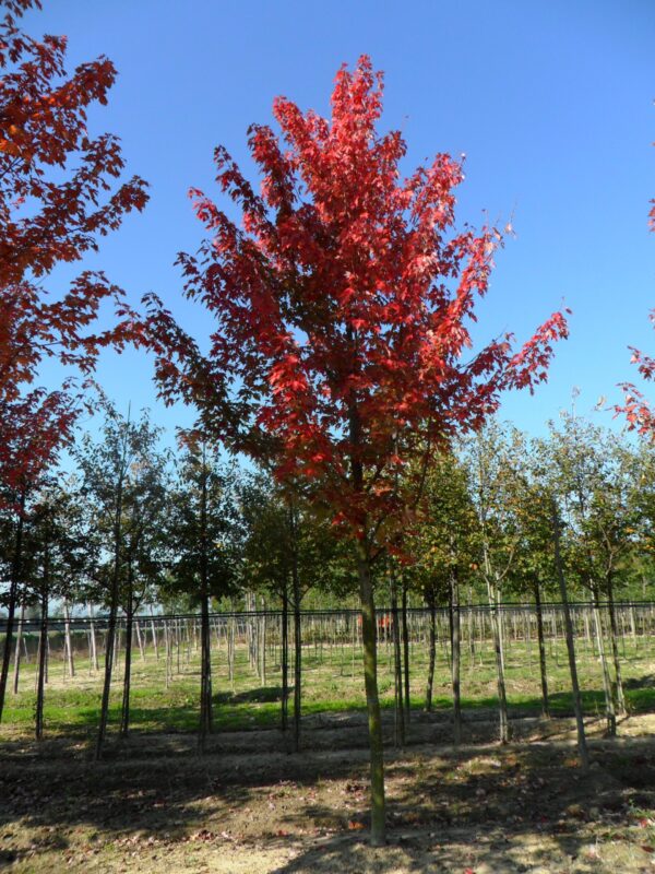 Acer Palmatum Freemanii