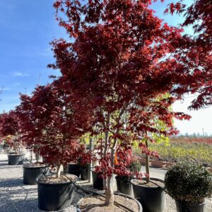 Acer palm. Bloodgood