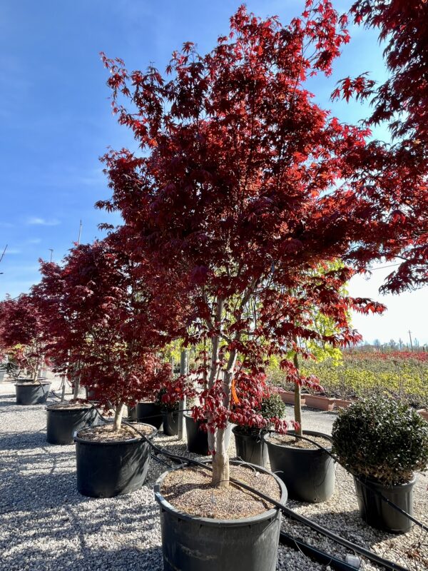 Acer palm. Bloodgood