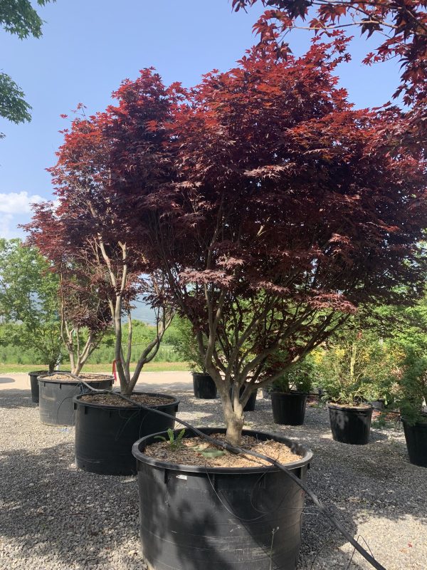 Acer palm.Bloodgood