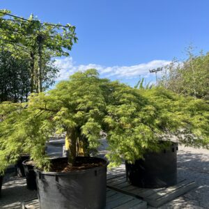 Acer palm.diss.Viridis