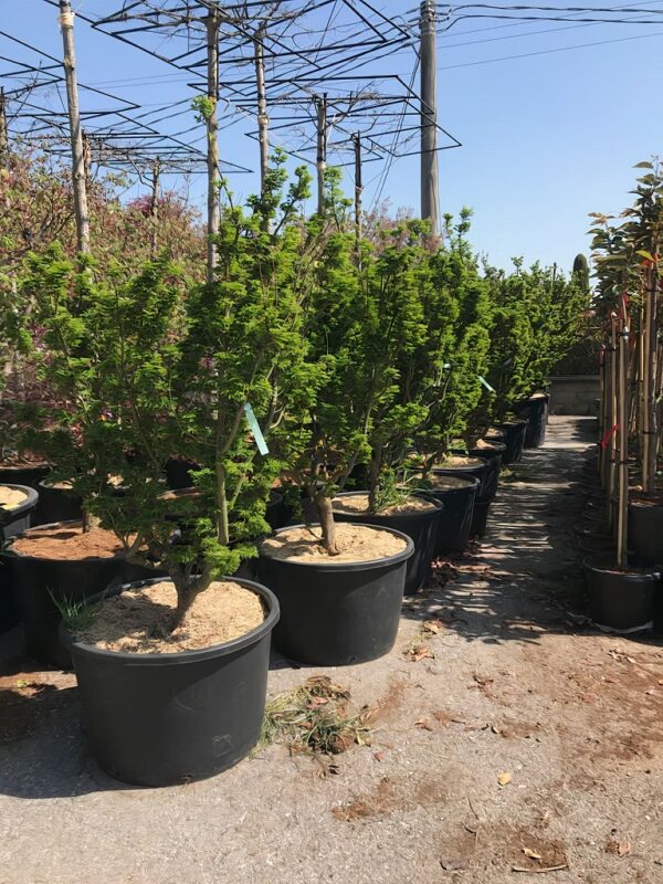 Acer palmatum Crispifolium