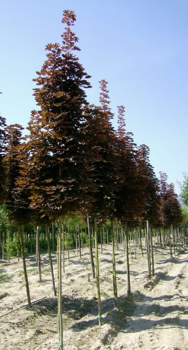 Acer platanoides Crimson Sentry