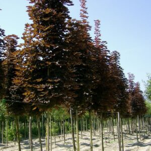 Acer platanoides Crimson Sentry