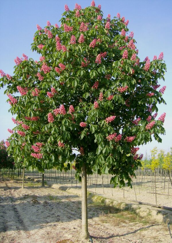 Aesculus carnea