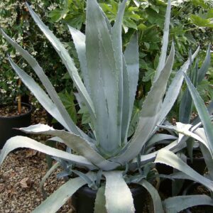 Agave Americana