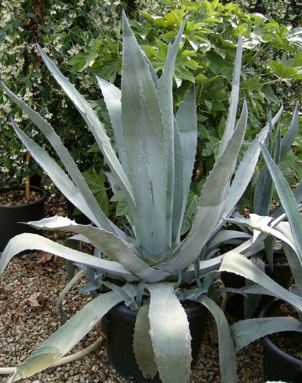 Agave Americana