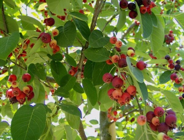 Amelanchier Lamarkii_frutti