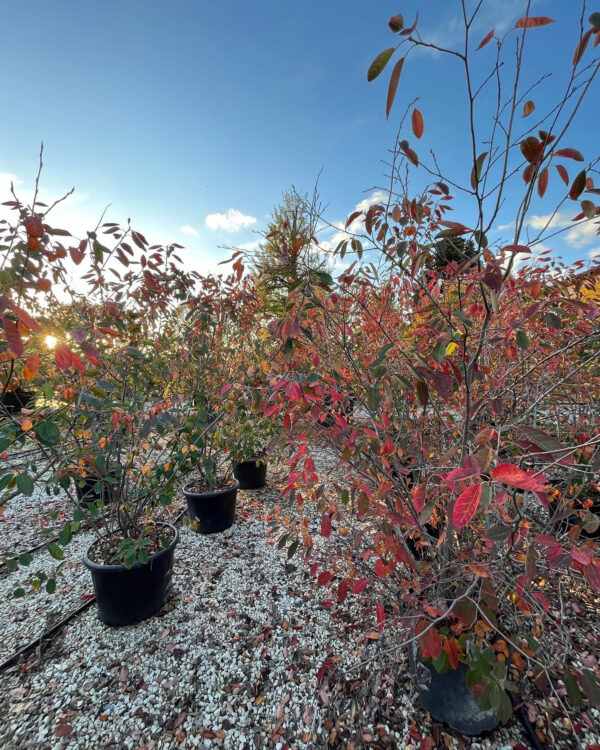 Amelanchier Lamarkii