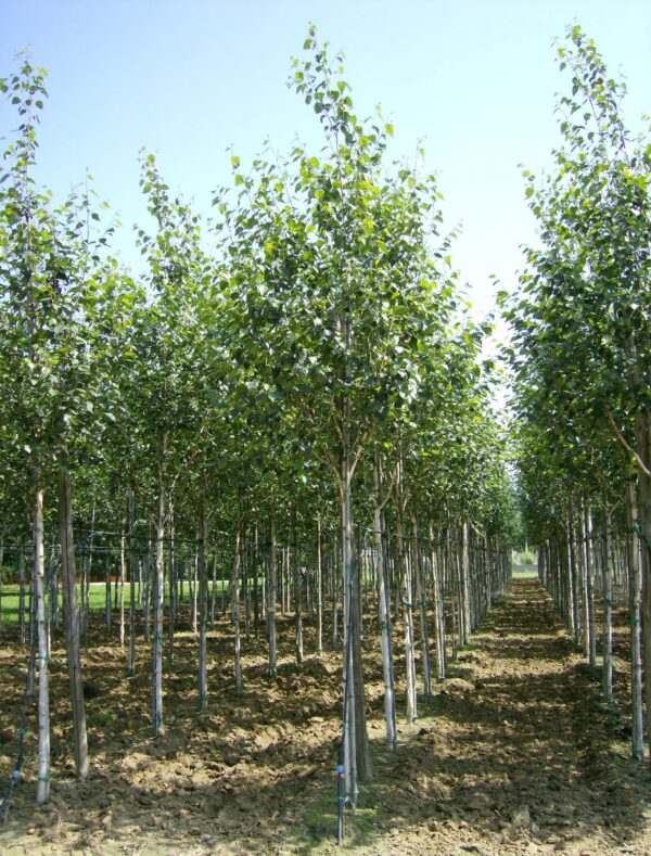 Betula utilis