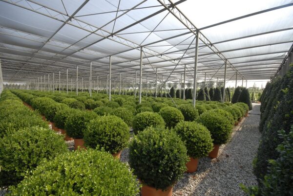 Buxus Microphylla Faulkner
