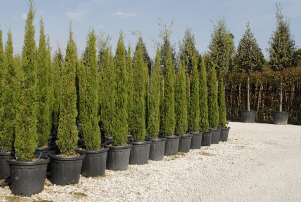 CUPRESSUS SEMPERVIRENS PYRAMIDALIS 250-300