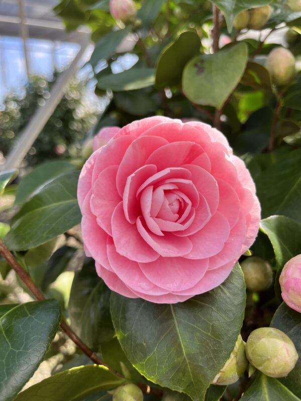 Camelia japonica rosa