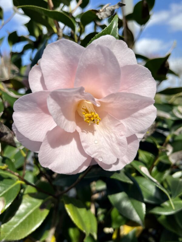 Camelia japonica light pink