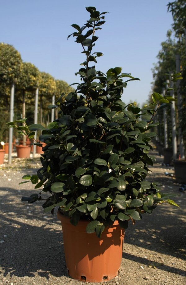 Camellia Japonica