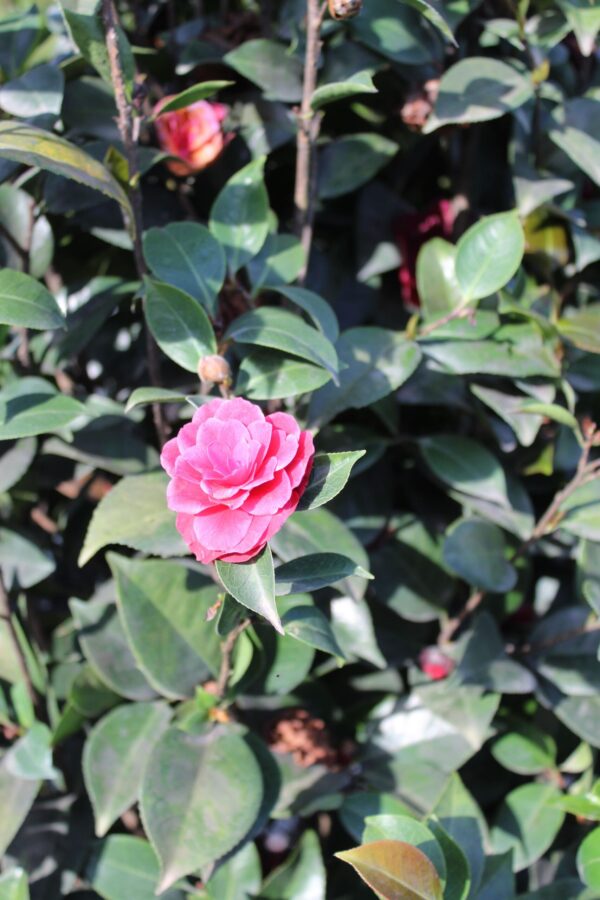Camellia Japonica_particolare