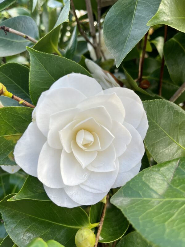 Camellia japonica bianco