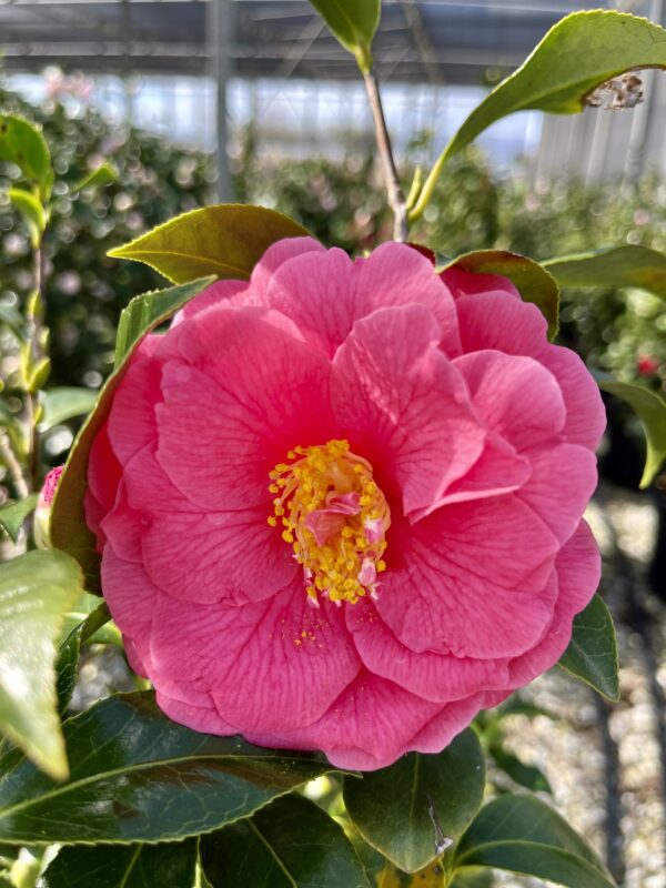 Camellia japonica pink
