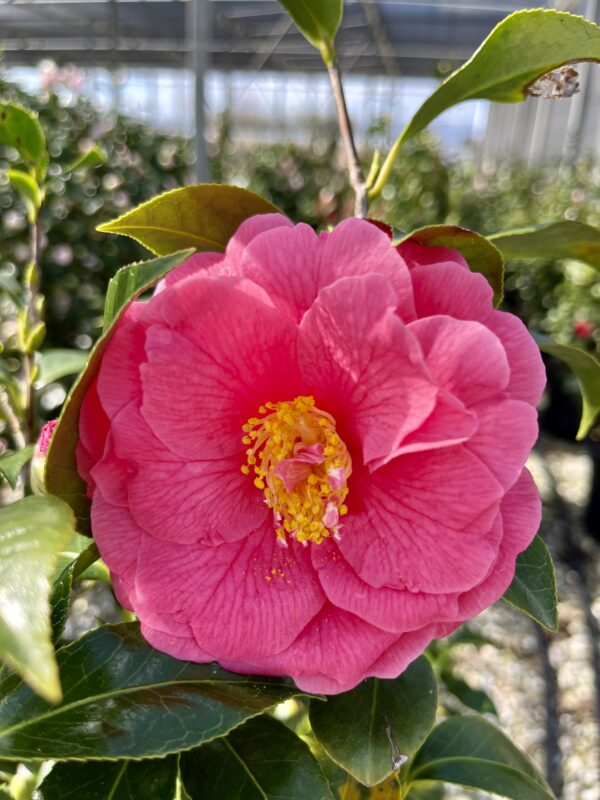 Camellia japonica rosa