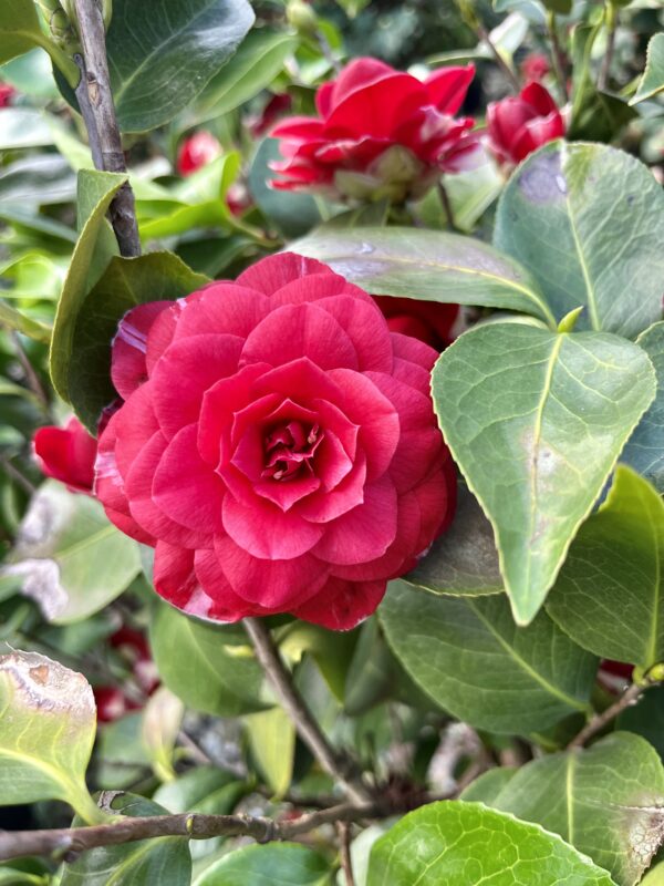 Camellia japonica rossa