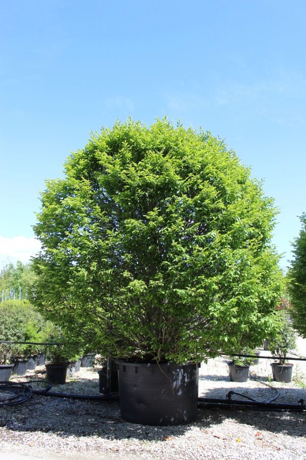 Carpinus Betulus