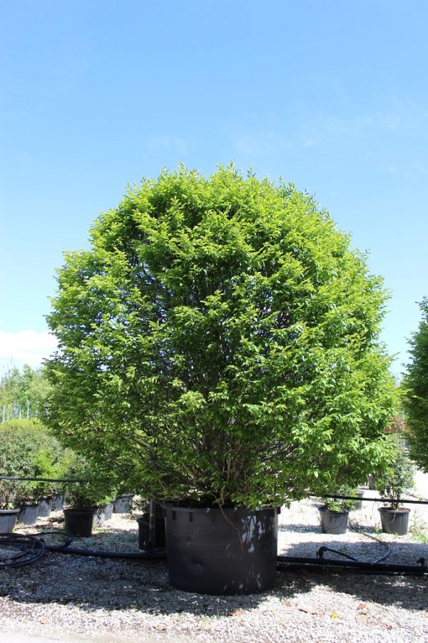 Carpinus betulus Kugel