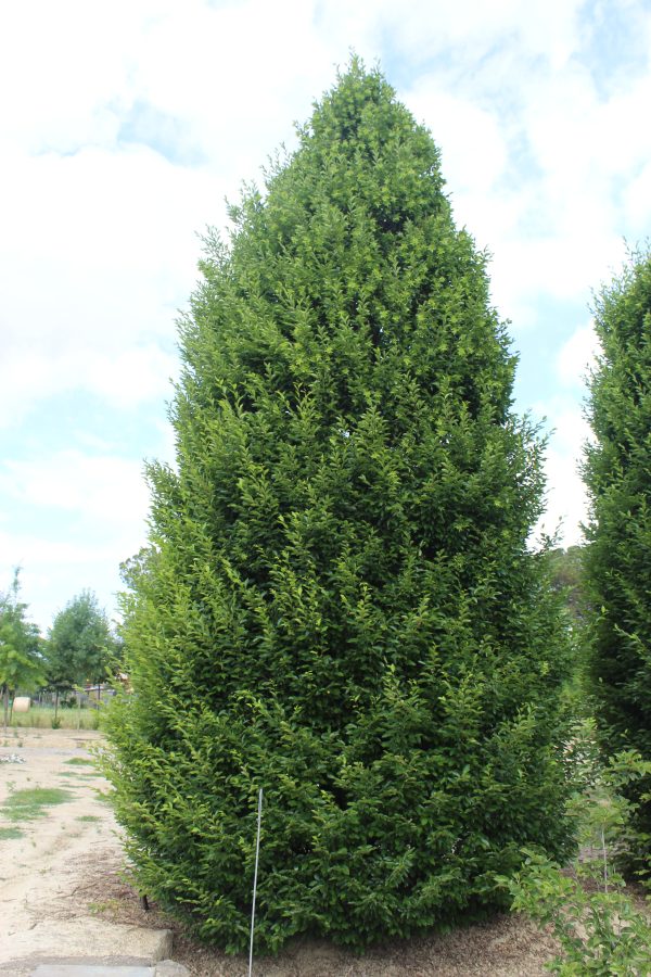 Carpinus betulus fastigiata