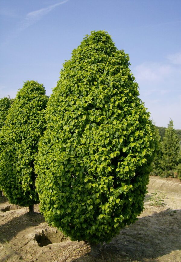 Carpinus Betulus Monumentalis