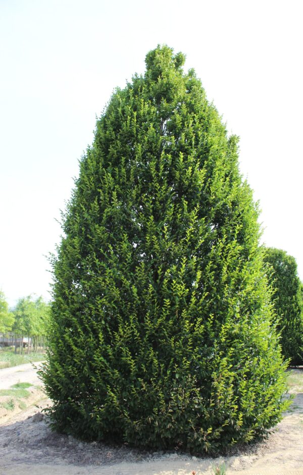 Carpinus Betulus Pyramidalis