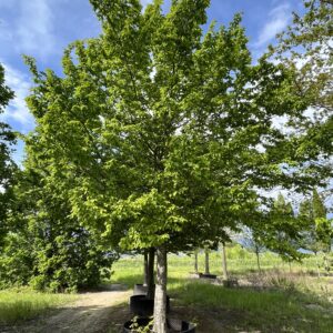 Carpinus betulus