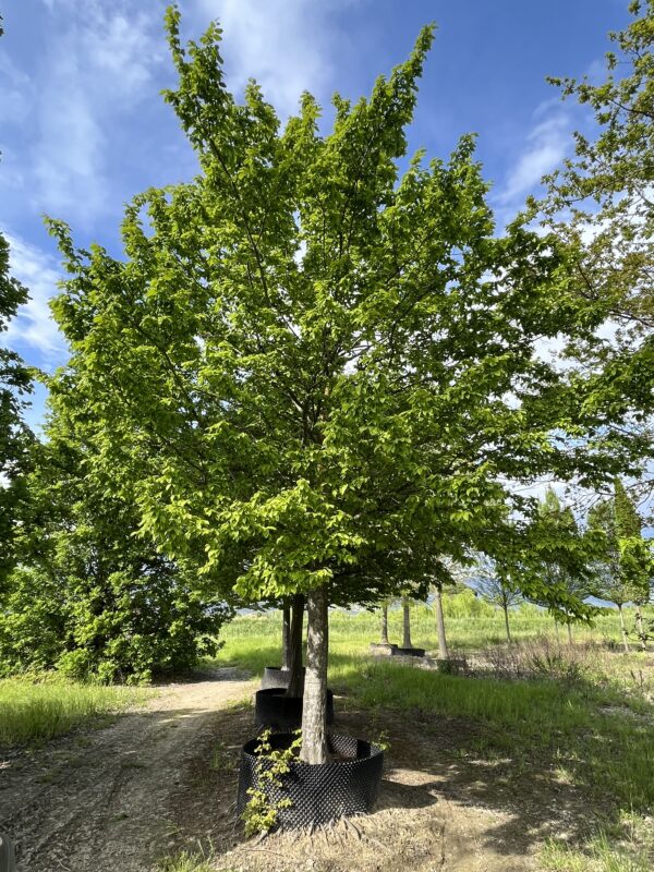 Carpinus betulus