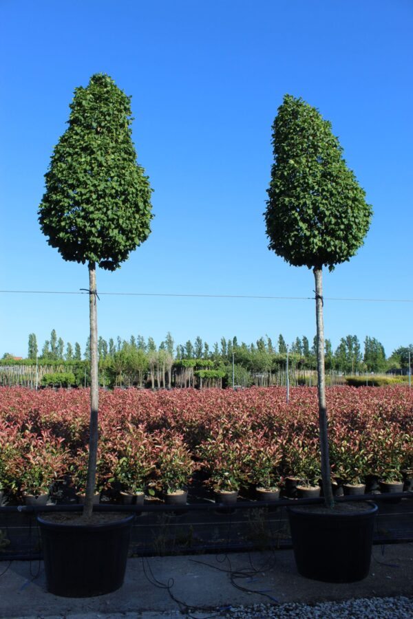 Carpinus betulus monumentalis 16-18 Co