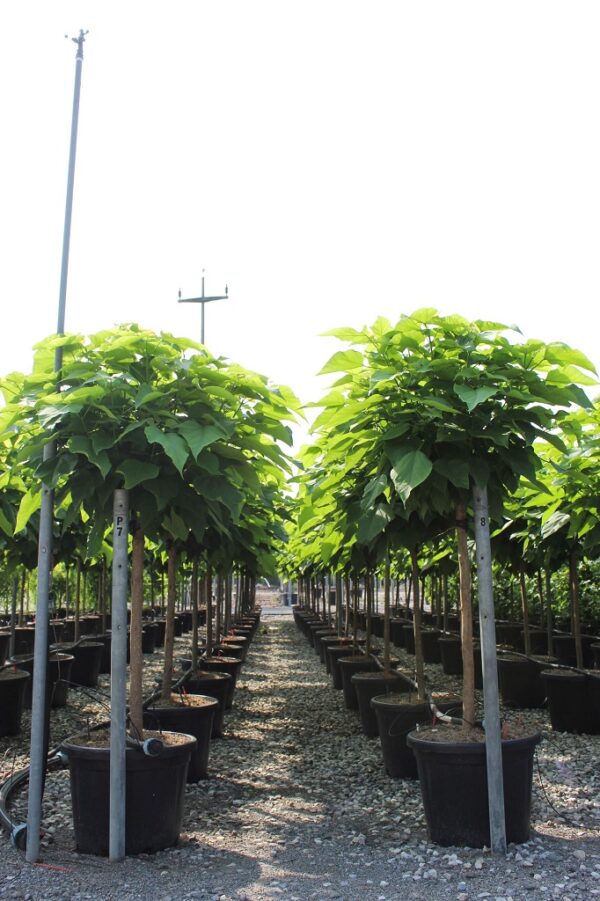 Catalpa Bungei mezzofusto