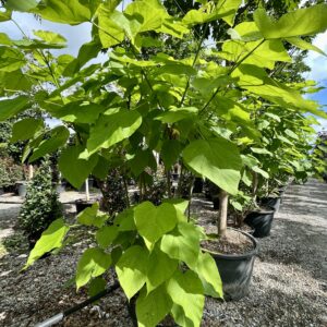 Catalpa bignonoides