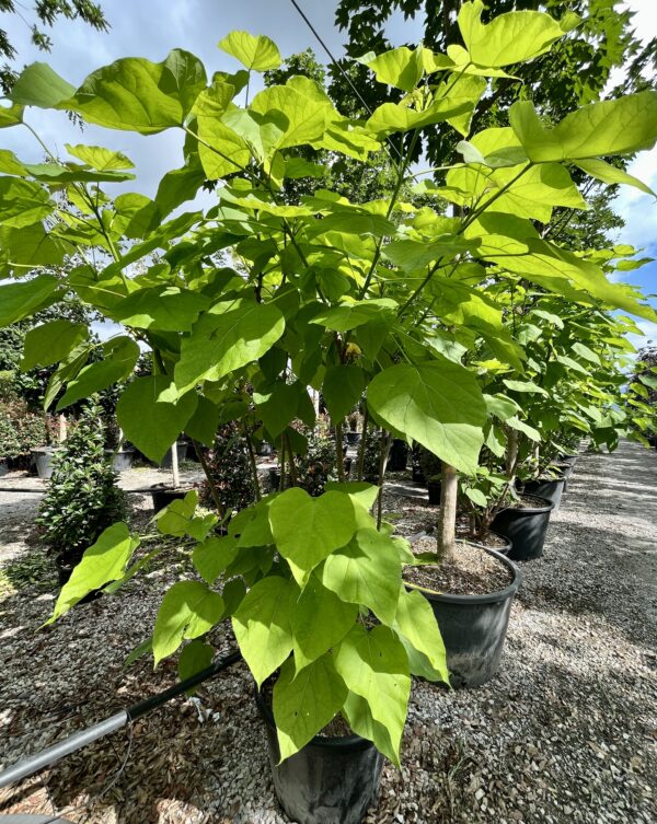 Catalpa bignonoides