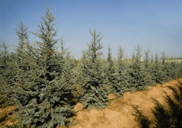 Cedrus Atlantica Glauca