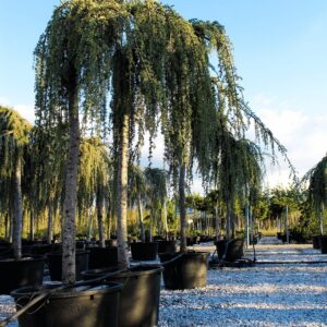 Cedrus Atlantica Glauca Pendula