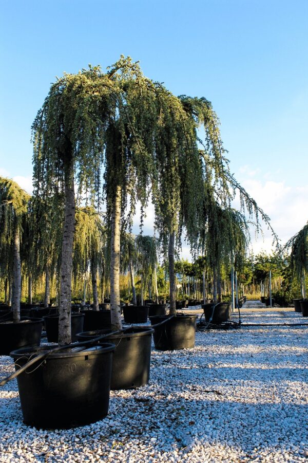 Cedrus Atlantica Glauca Pendula