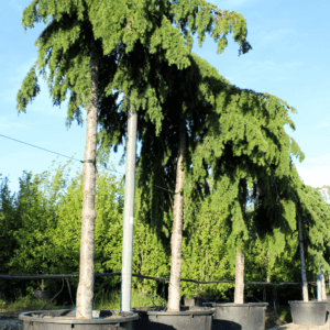 Cedrus Deodara Pendula 40-45 Co