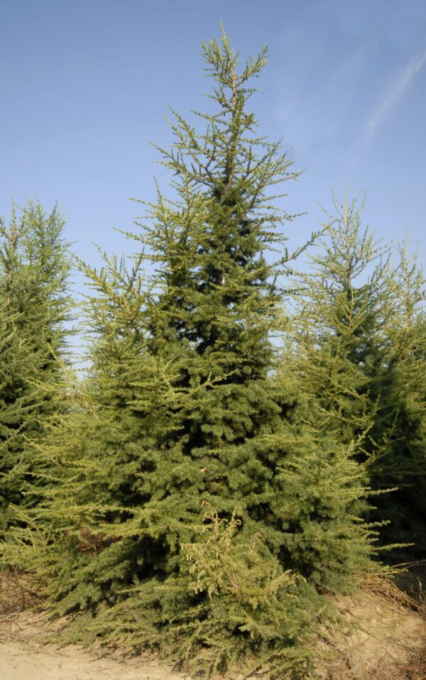 Cedrus Libani