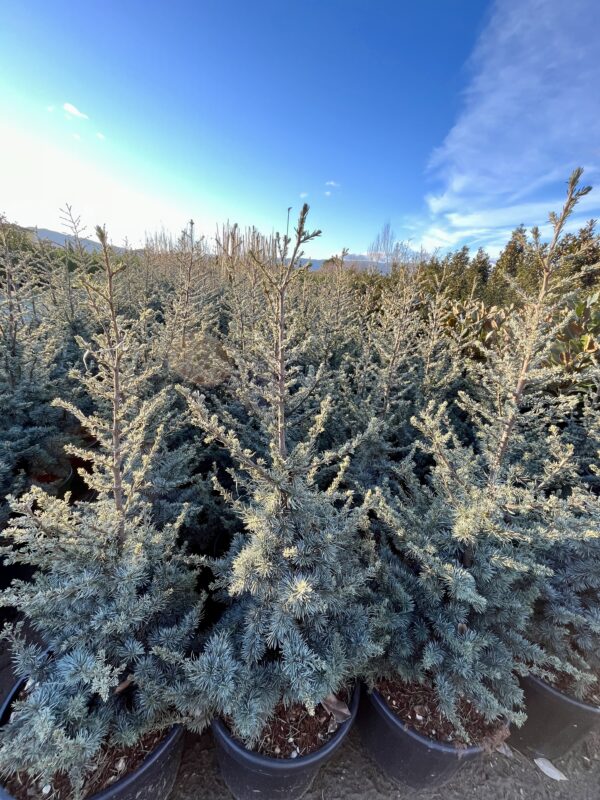 Cedrus atlantica Glauca