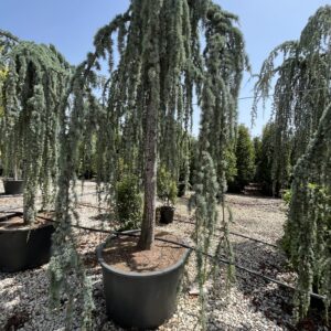 Cedrus atlantica Glauca Pendula