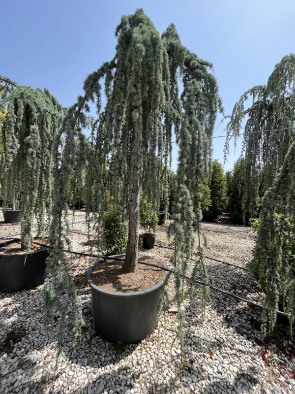 Cedrus atlantica Glauca Pendula