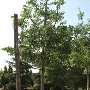 Celtis Australis