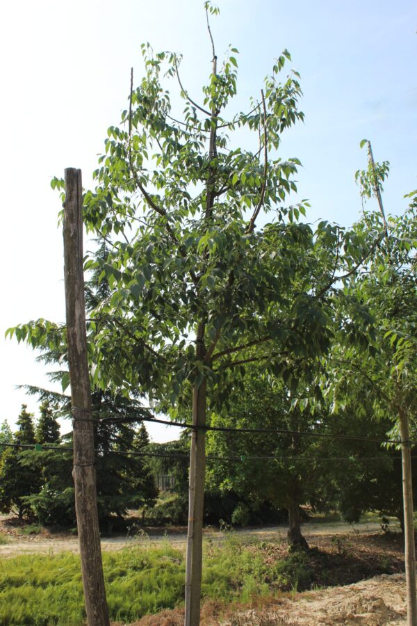 Celtis Australis